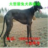 三個(gè)月的格力犬價(jià)格  格力母犬價(jià)格 速度急 帶急加速