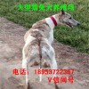 純種細犬價格 哪里出售純種細犬 細犬養(yǎng)殖基地