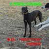 格力犬公犬價格 格力犬公犬養(yǎng)殖場 格力犬繁育基地