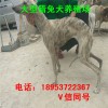 格力犬幼犬價(jià)格成年格力犬格力犬獵兔犬專業(yè)抓野兔野雞