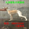 惠比特犬公犬價格黑白全活速度快興奮度高成年惠比特犬