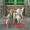 靈提犬幼犬價格成年靈提犬養(yǎng)殖場全活靈提犬專業(yè)抓野兔野雞