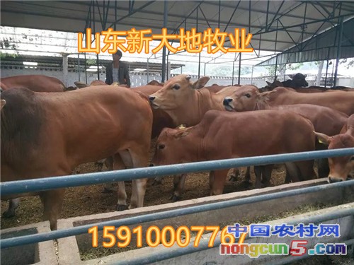 白黑山羊1458572910579._副本
