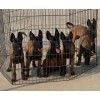 3個(gè)月馬犬多少錢一只