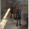 湖北哪里有賣小馬犬的