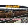 紅云豆多少錢(qián)一斤