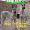 大型犬交易市場 格力犬公犬價(jià)格 格力犬繁育基地