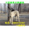 精品狼青犬 幼犬 狗苗出售 大型養(yǎng)殖場