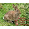 乌鲁木齐杂交野兔价格 今年杂交野兔养殖行情可好
