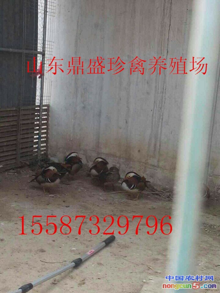 QQ圖片20170517215723_副本