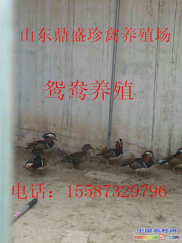 QQ圖片20170517215732_副本