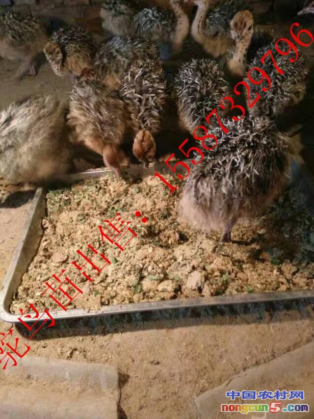 QQ圖片20170517214641_副本