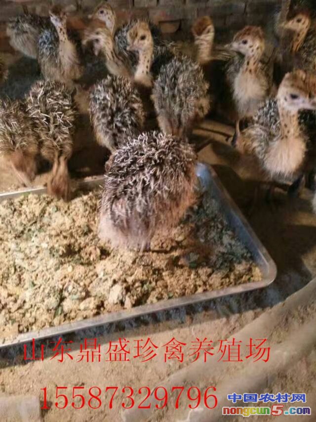 QQ圖片20170517214657_副本