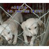 廣西馬犬幼崽價(jià)格