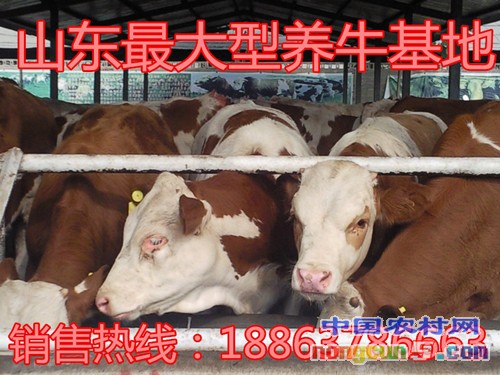 20120308095054440_副本_副本