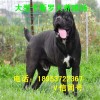 卡斯羅犬母犬價(jià)格大型卡斯羅犬母犬養(yǎng)殖場(chǎng) 藍(lán)天犬舍