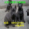 山東卡斯羅犬幼犬價(jià)格卡斯羅犬幼犬養(yǎng)殖場(chǎng)世界名犬