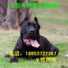 成年卡斯羅犬價(jià)格 半年的卡斯羅犬價(jià)格 大型養(yǎng)殖場