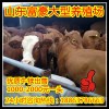 西門塔爾牛價(jià)格