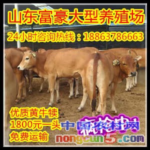 優(yōu)質(zhì)黃牛犢