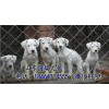 四川地區(qū)純種杜高犬多少錢(qián)一只