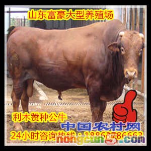 架子牛養(yǎng)殖場(chǎng)