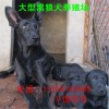 黑狼犬公犬價格 黑狼犬公犬養(yǎng)殖場 精品黑狼犬出售