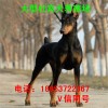 杜賓犬價(jià)格杜賓犬養(yǎng)殖場杜賓犬多少錢一只