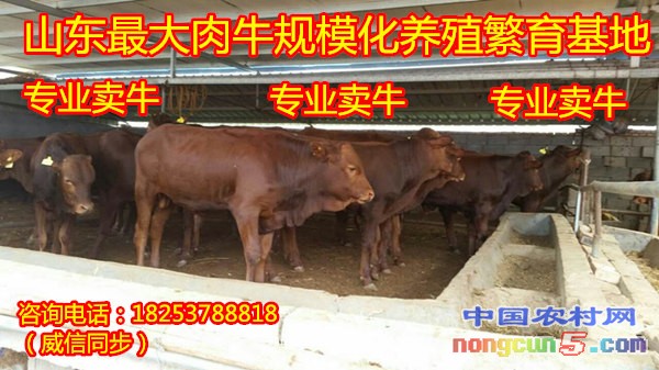 放養(yǎng)肉牛