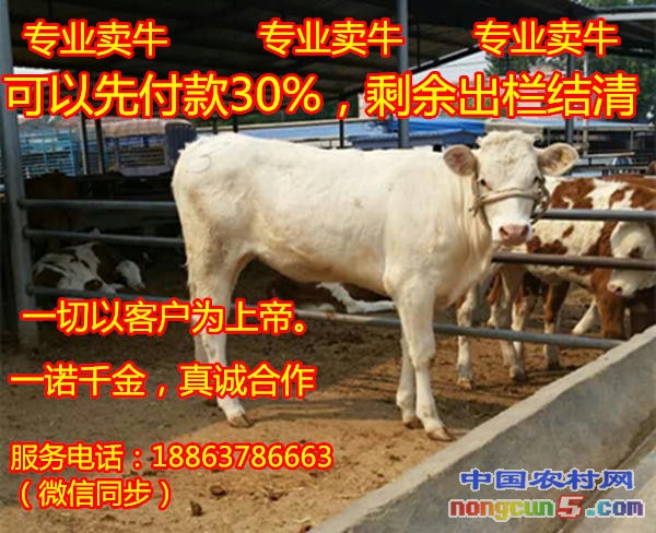 肉牛健康養(yǎng)殖場(chǎng)