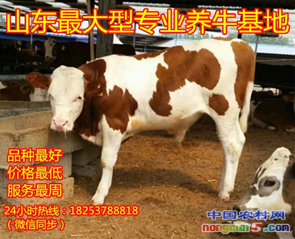 純種肉牛品種