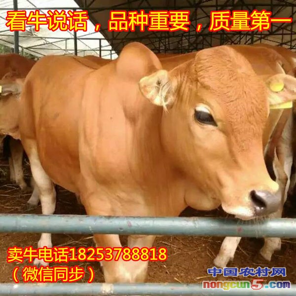 純種肉牛品種