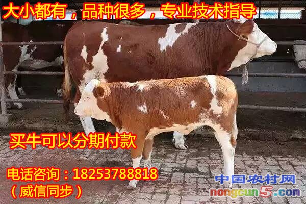 純種肉牛品種