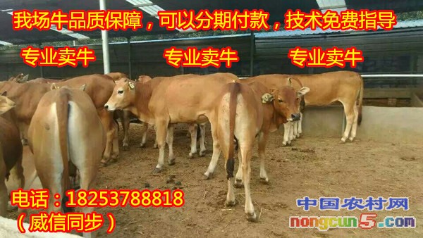 黃牛價(jià)格走勢(shì)