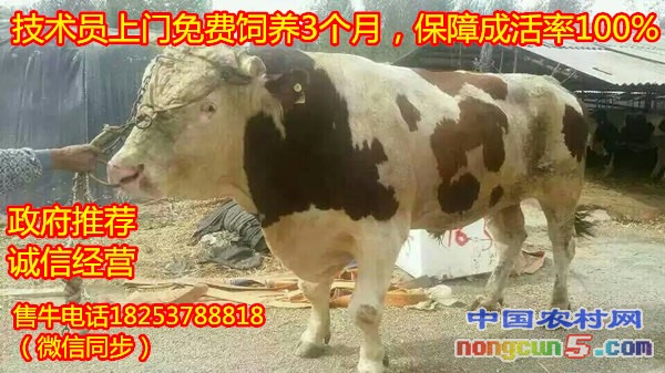 肉牛養(yǎng)殖利潤怎么樣