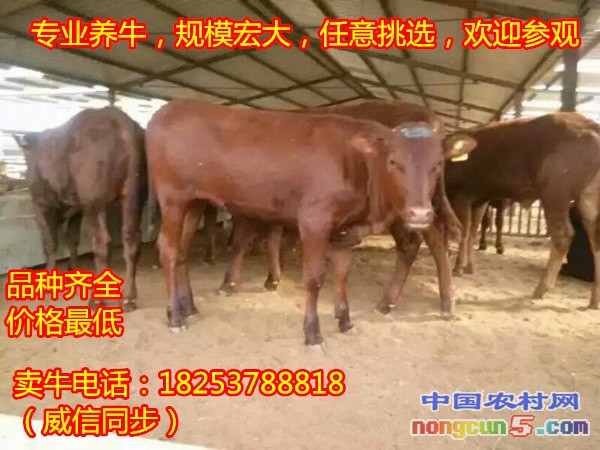 黃牛價(jià)格走勢(shì)