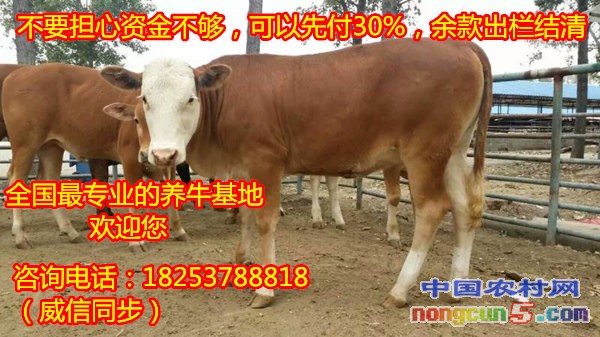 純種肉牛品種