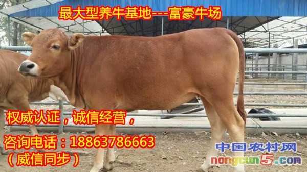 肉牛健康養(yǎng)殖場(chǎng)