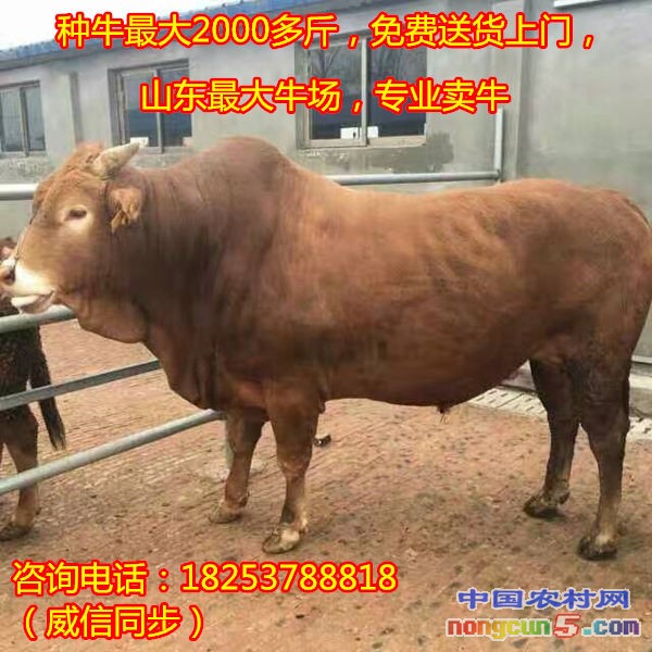 純種肉牛品種