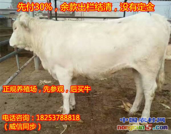 放養(yǎng)肉牛
