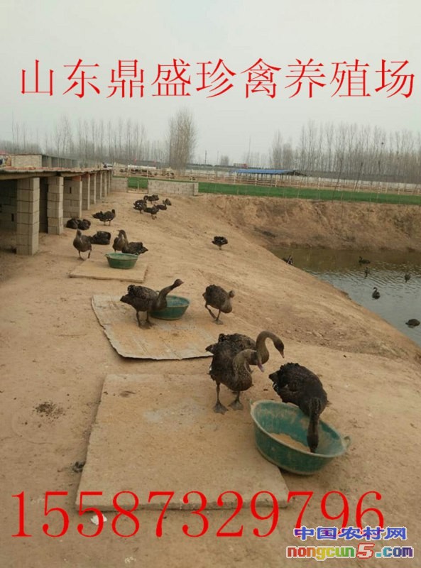 QQ圖片20170517204023_副本