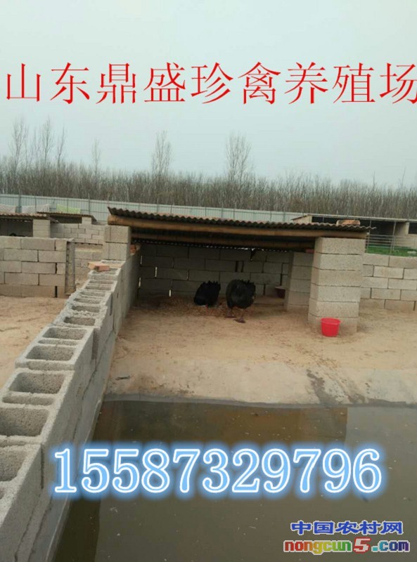 QQ圖片20170517203924_副本