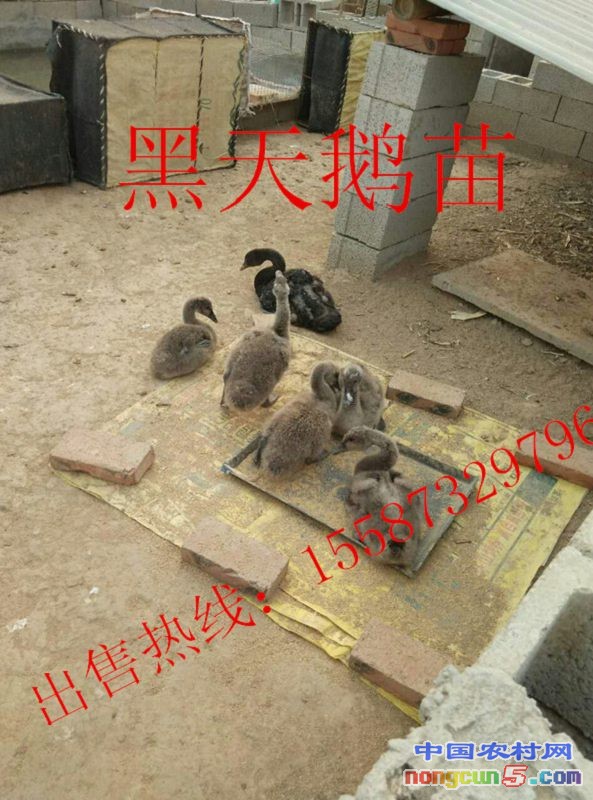 QQ圖片20170517203943_副本