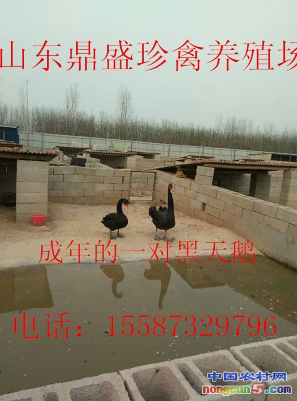 QQ圖片20170517204007_副本