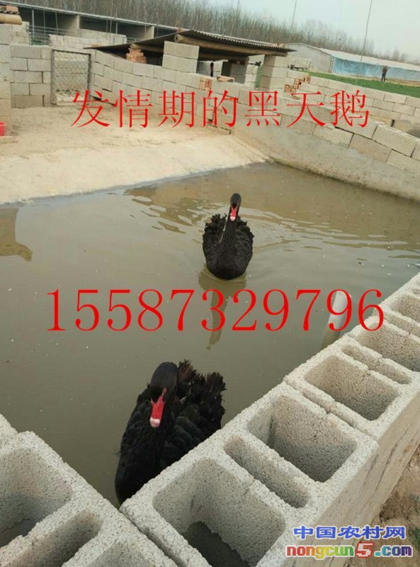 QQ圖片20170517203932_副本