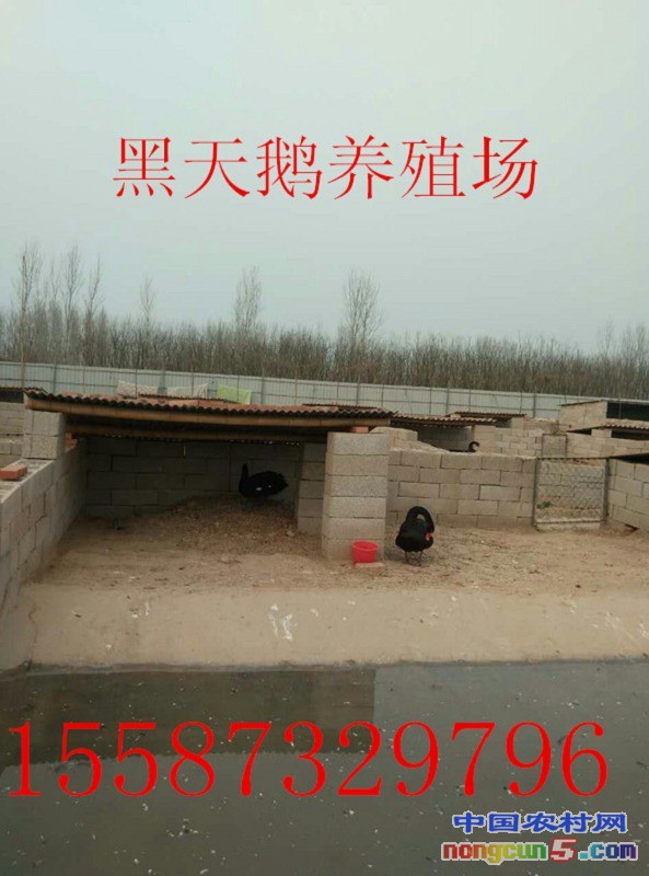 QQ圖片20170517203949_副本