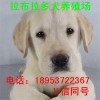 拉布拉多犬幼犬價(jià)格 拉布拉多犬幼犬養(yǎng)殖場 包郵