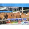 肉牛犢肉牛
