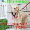 拉布拉多犬公犬價格 拉布拉多犬公犬養(yǎng)殖場 大型養(yǎng)殖場