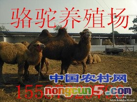 t0137e1f4351c3e2447_副本